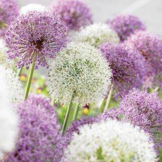 Big Bang Bloom Allium Blend Thumbnail